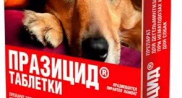 Prasicide таблетки: как да дам куче